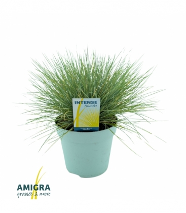 Festuca