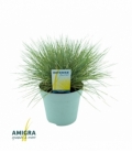 Festuca