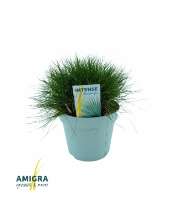 Festuca
