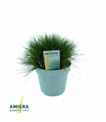 Festuca