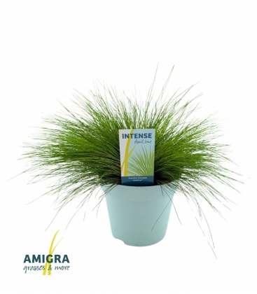 Deschampsia