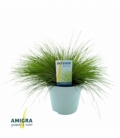 Deschampsia