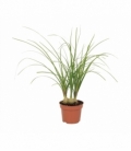 Beaucarnea