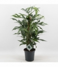 Epipremnum