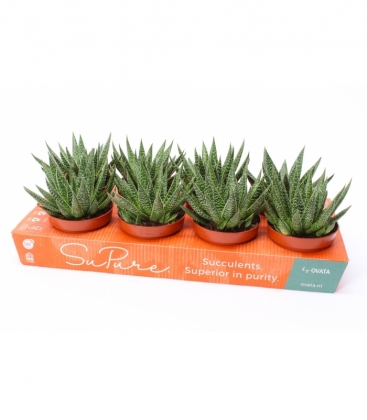 Gasteria