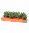 Gasteria