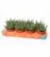 Gasteria