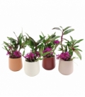 Dendrobium