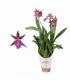 Brassia