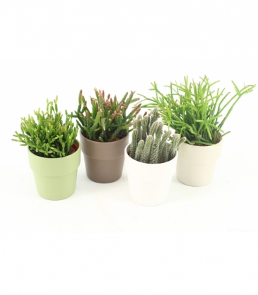 Rhipsalis