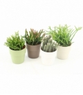 Rhipsalis