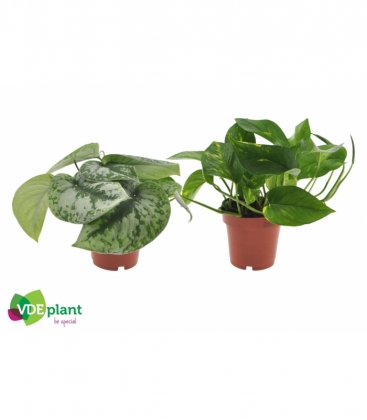 Epipremnum