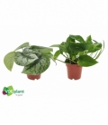 Epipremnum