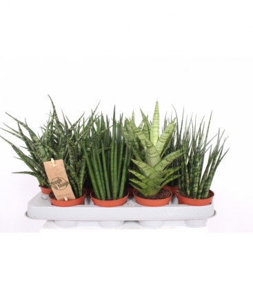 Sansevieria