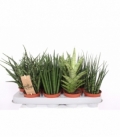 Sansevieria