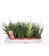 Sansevieria
