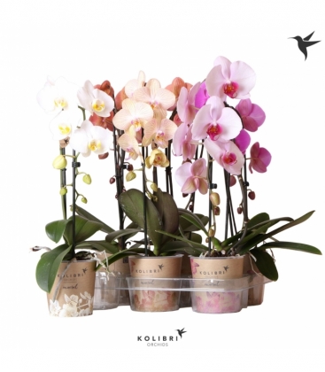 Phalaenopsis