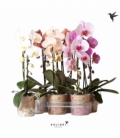 Phalaenopsis