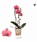 Phalaenopsis
