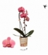Phalaenopsis