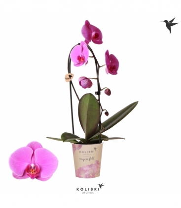 Phalaenopsis
