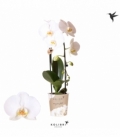 Phalaenopsis