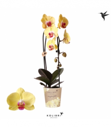 Phalaenopsis