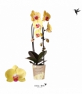 Phalaenopsis