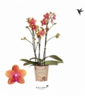 Phalaenopsis