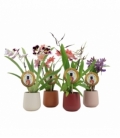 Orchids