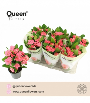 Euphorbia