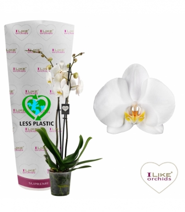 Phalaenopsis