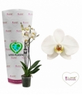 Phalaenopsis