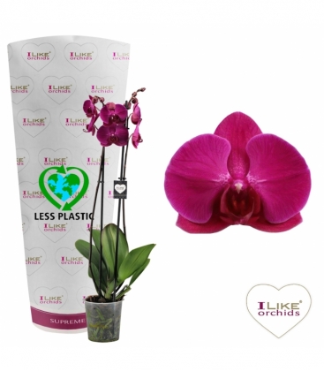 Phalaenopsis