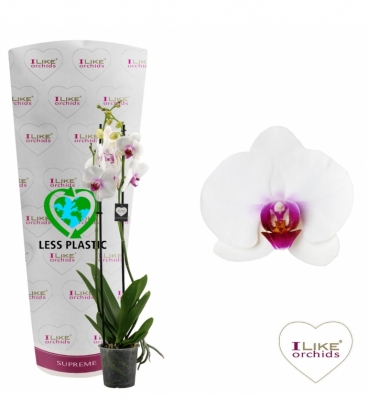 Phalaenopsis