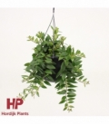 Aeschynanthus