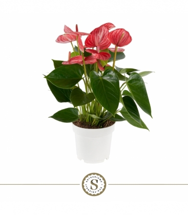 Anthurium