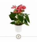 Anthurium