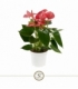 Anthurium