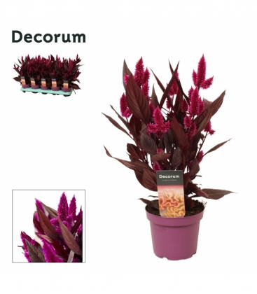 Celosia
