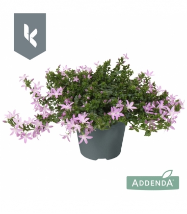 Campanula