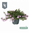 Campanula
