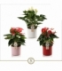 Anthurium