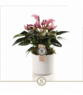 Anthurium