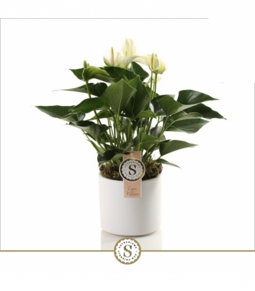 Anthurium