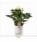 Anthurium