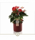 Anthurium