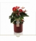 Anthurium