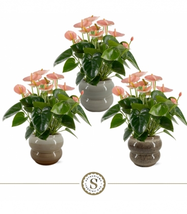 Anthurium