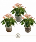 Anthurium